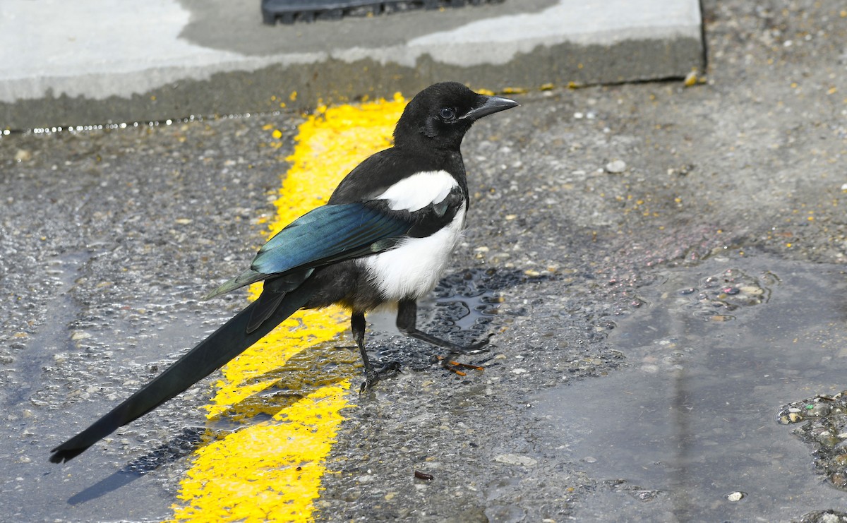 Black-billed Magpie - mark perry