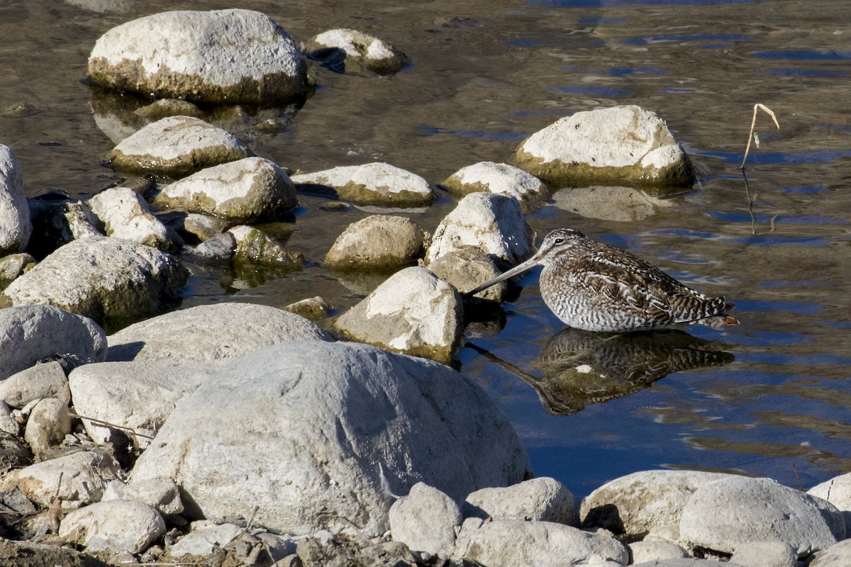 Solitary Snipe - Xu Shi