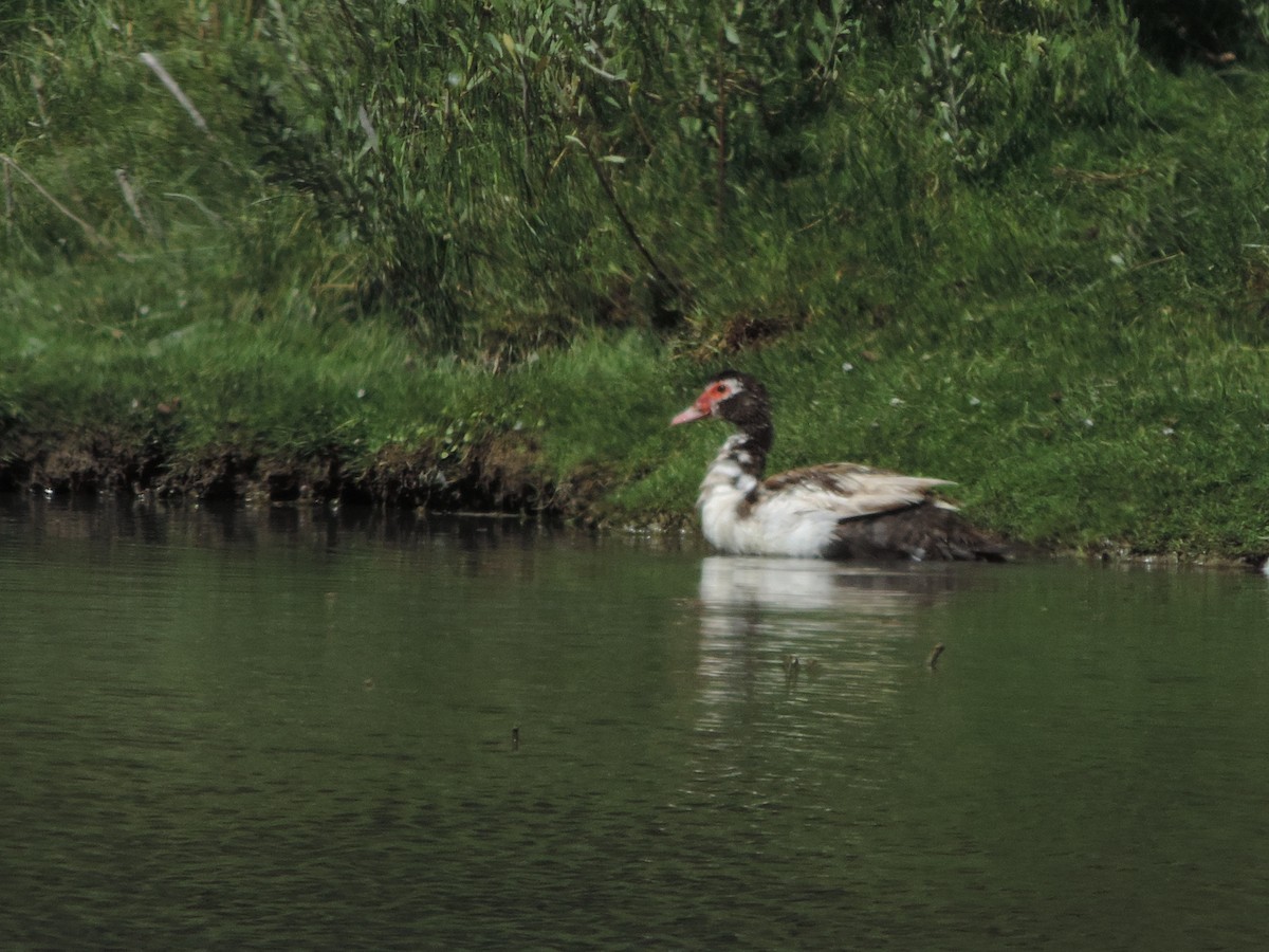 Muscovy Duck (Domestic type) - Nazareno Yunes Del Carlo