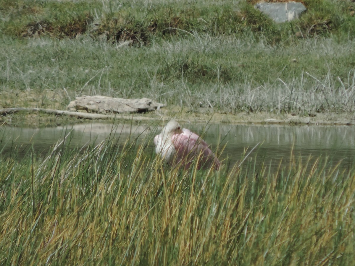 Roseate Spoonbill - Nazareno Yunes Del Carlo