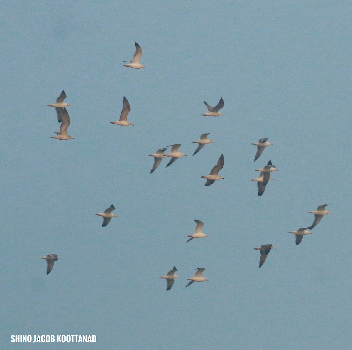 Lesser Black-backed Gull (Heuglin's) - ML613500410