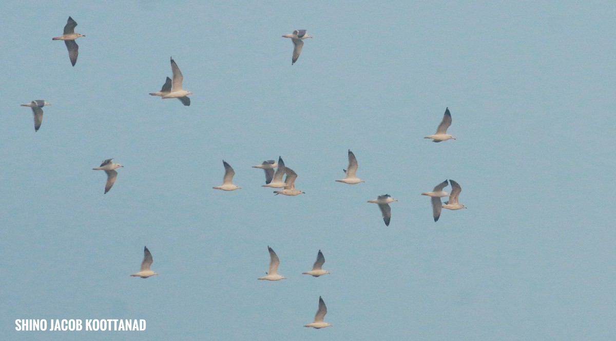 Lesser Black-backed Gull (Heuglin's) - ML613500411