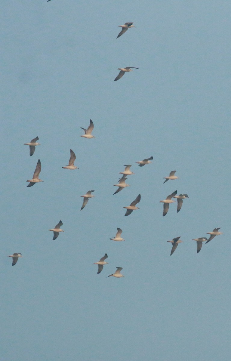 Lesser Black-backed Gull (Heuglin's) - ML613500414