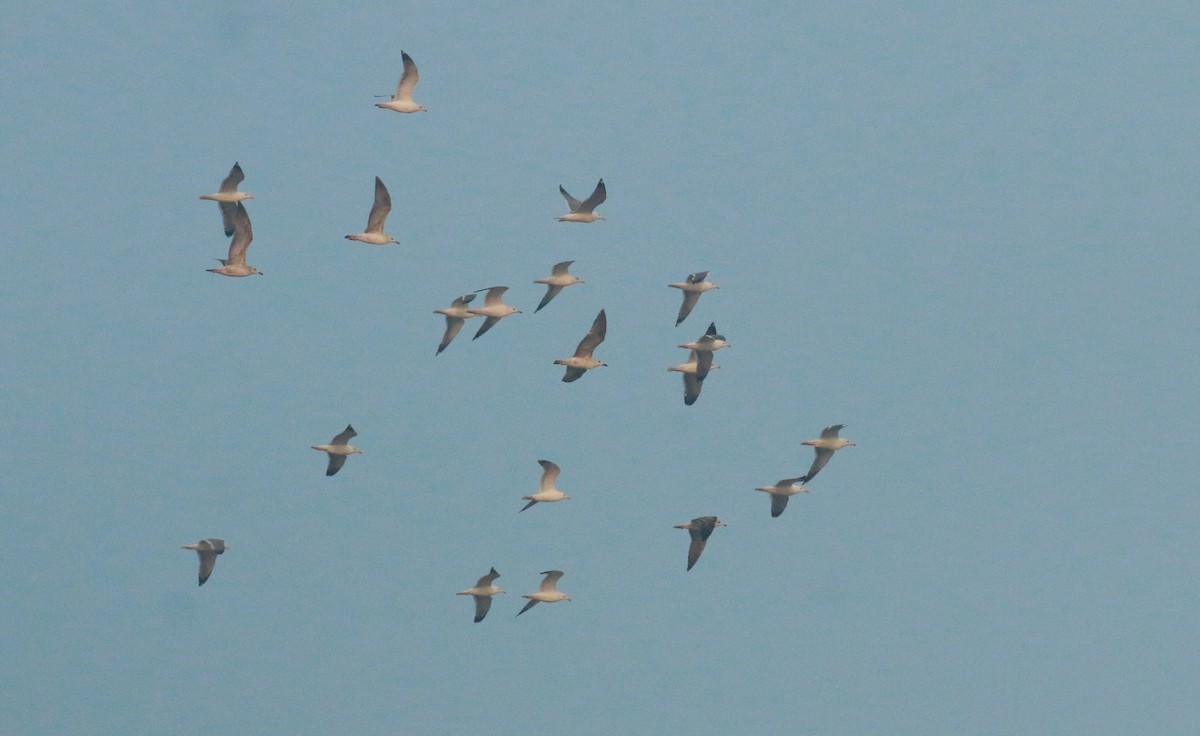 Lesser Black-backed Gull (Heuglin's) - ML613500416