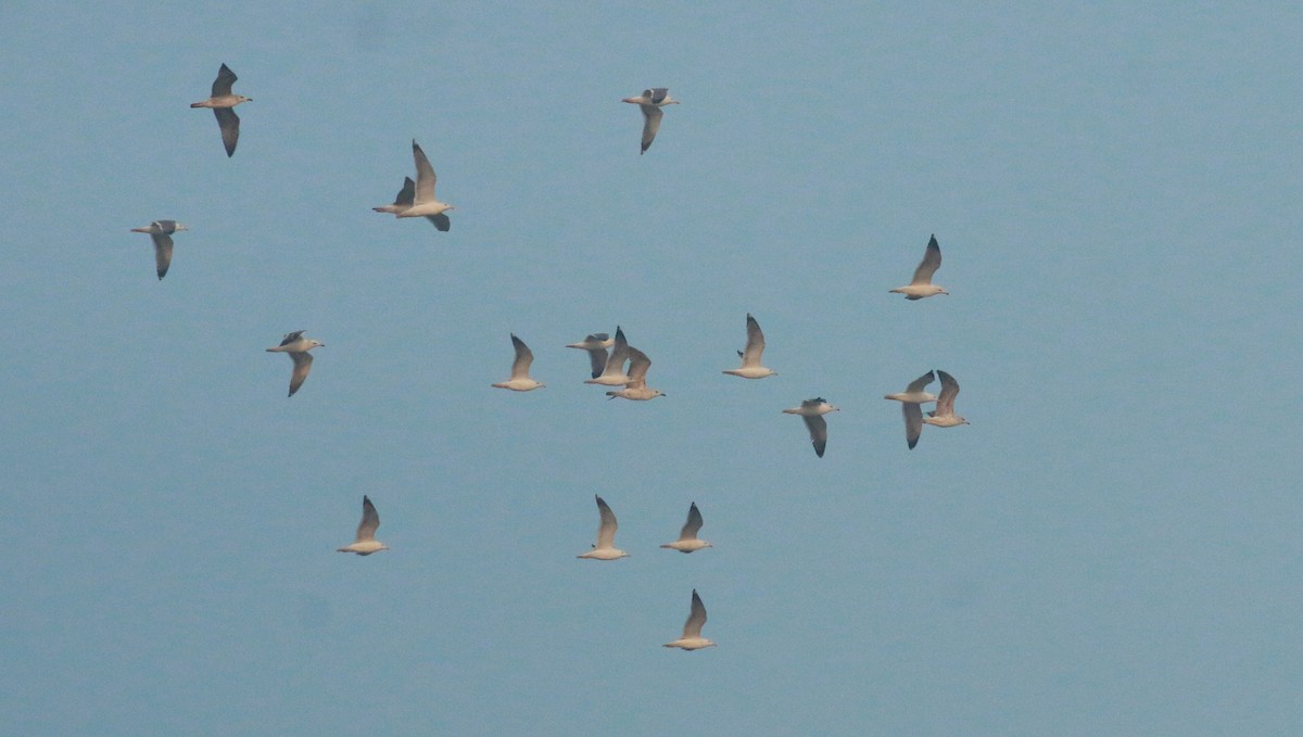 Lesser Black-backed Gull (Heuglin's) - ML613500420