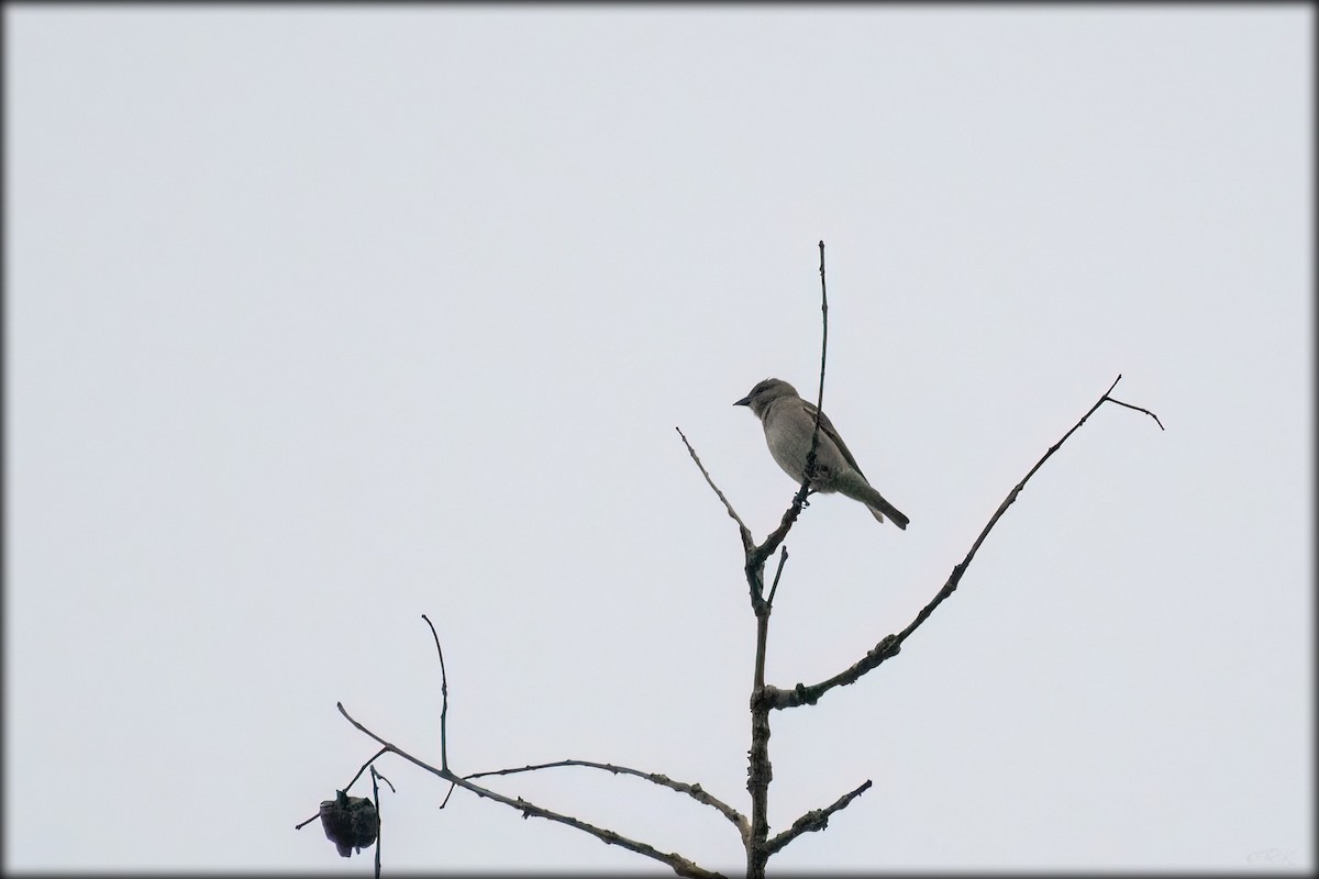 Yellow-throated Sparrow - ML613500441