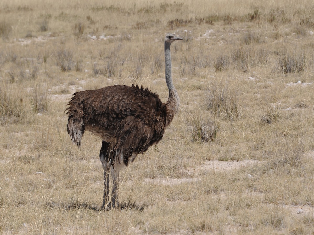 Common Ostrich - Alan Van Norman