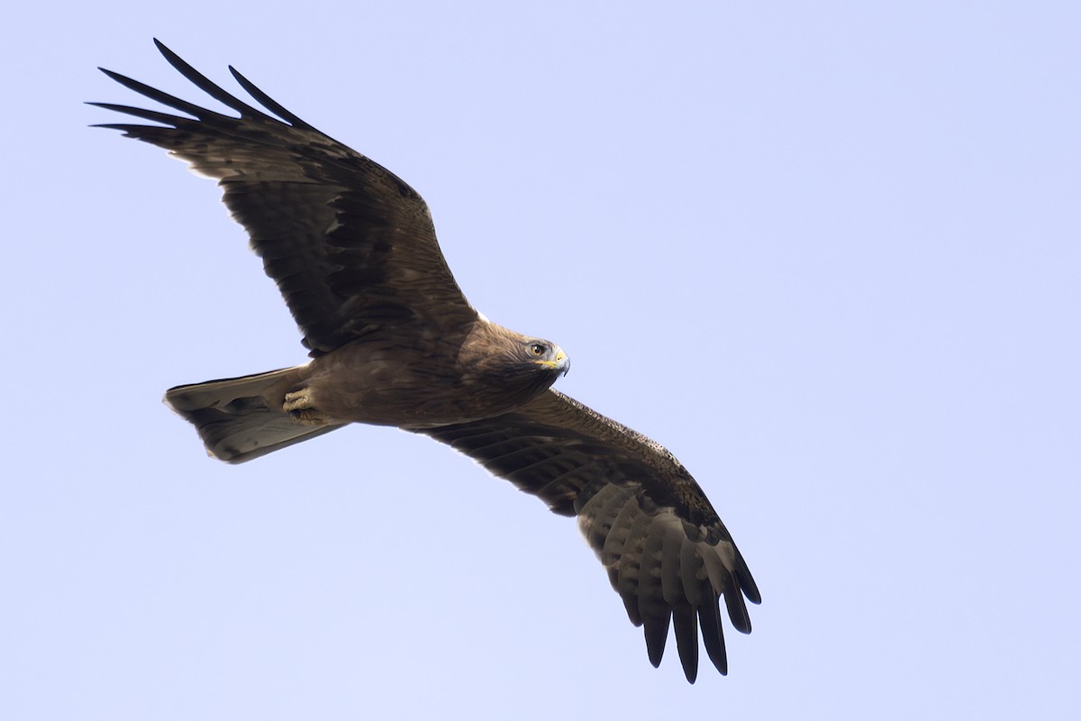 Booted Eagle - ML613500539