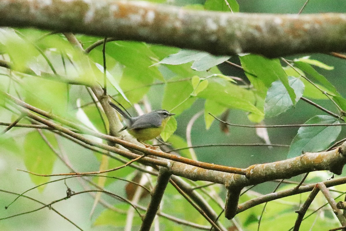 Golden-crowned Warbler - ML613500543