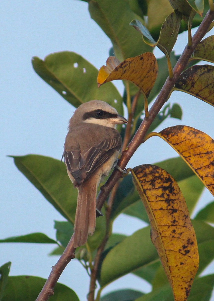 Brown Shrike - ML613500576