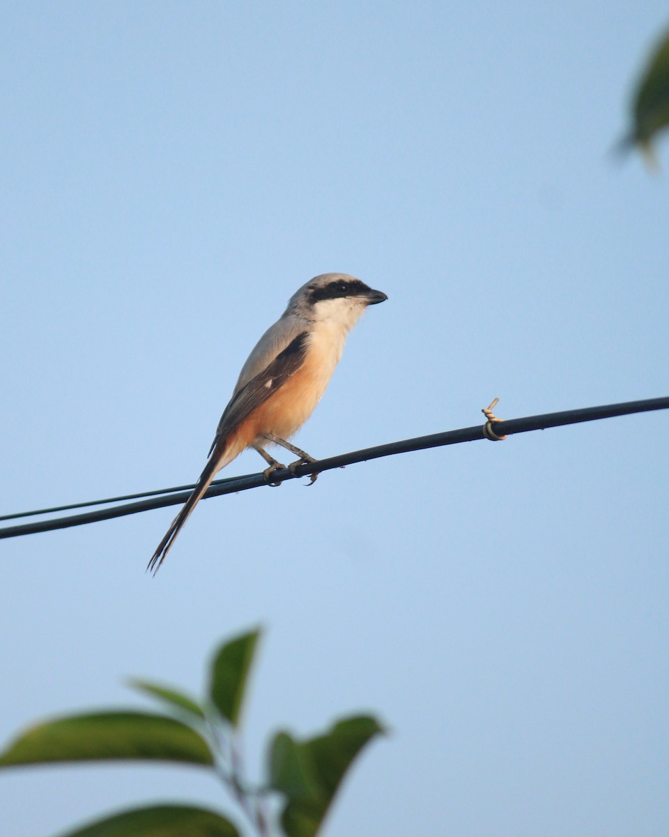 Long-tailed Shrike - ML613500587