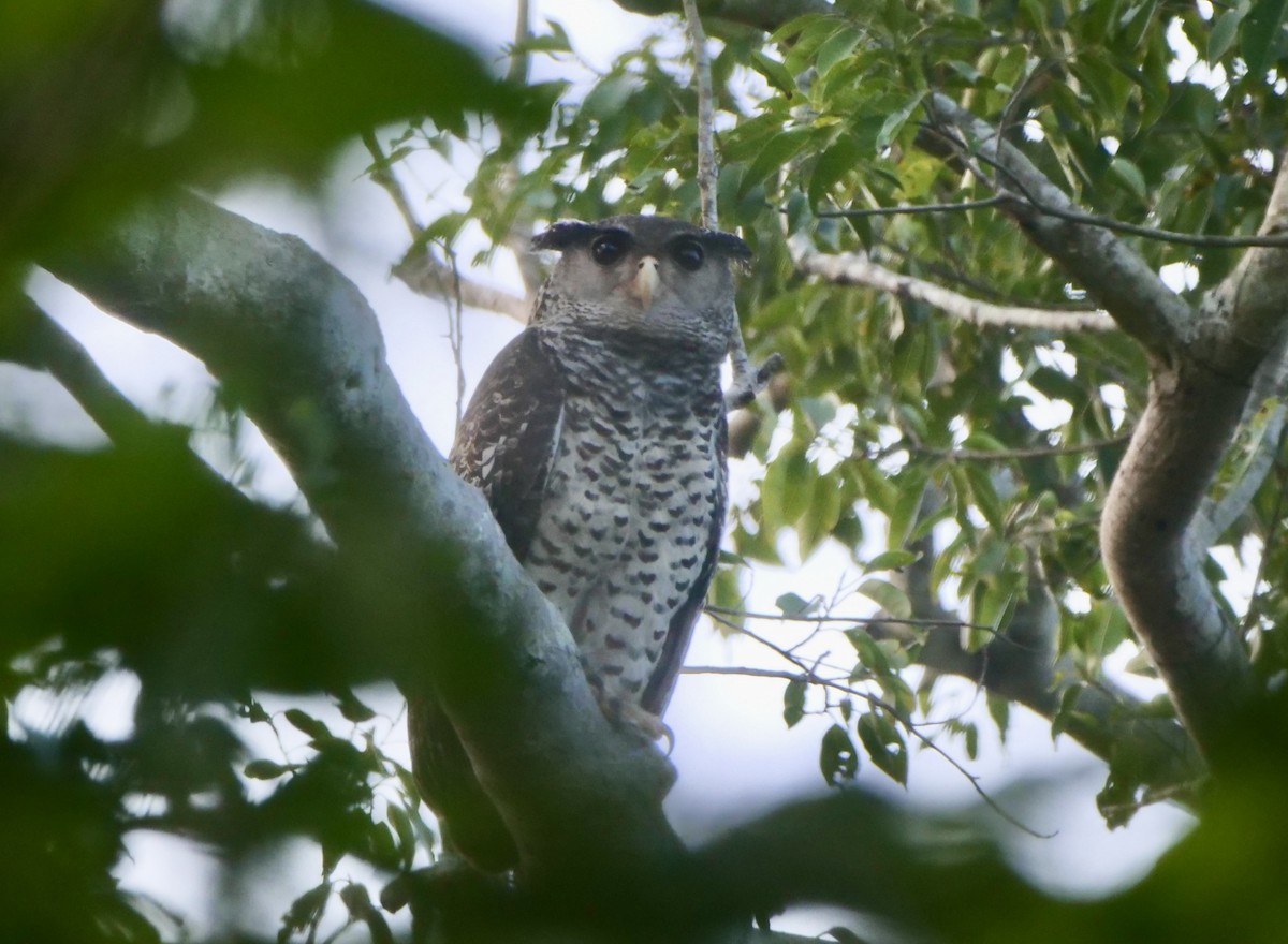 Spot-bellied Eagle-Owl - ML613500590