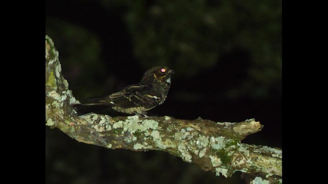 Jerdon's Nightjar - ML613500612