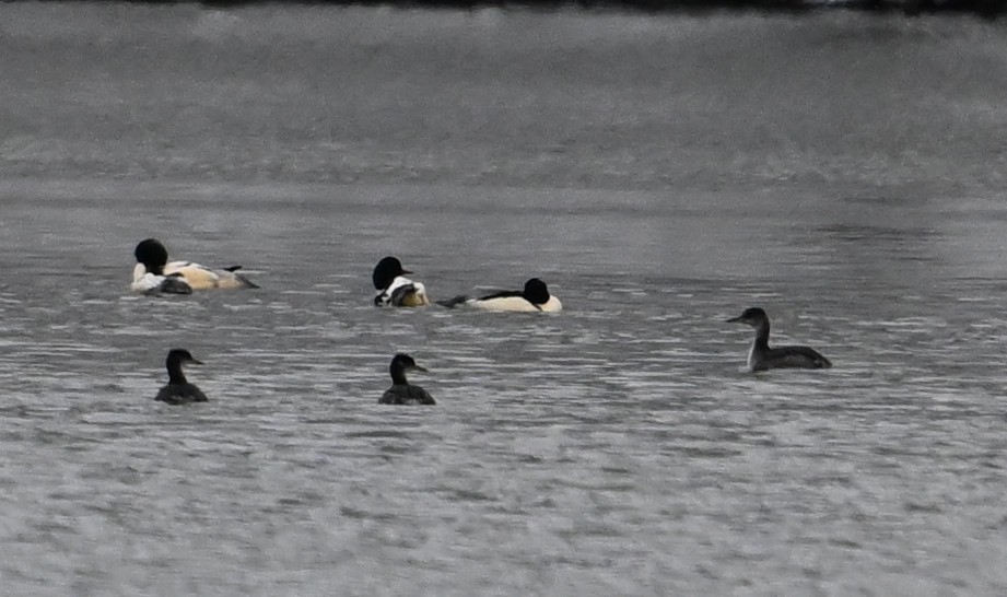 Red-necked Grebe - ML613500620