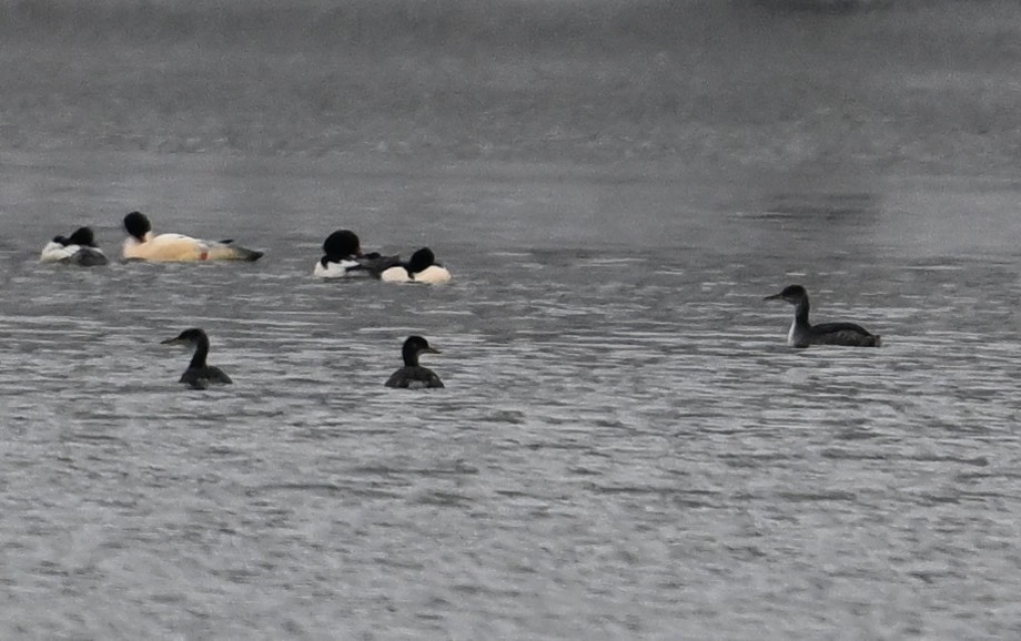 Red-necked Grebe - ML613500622