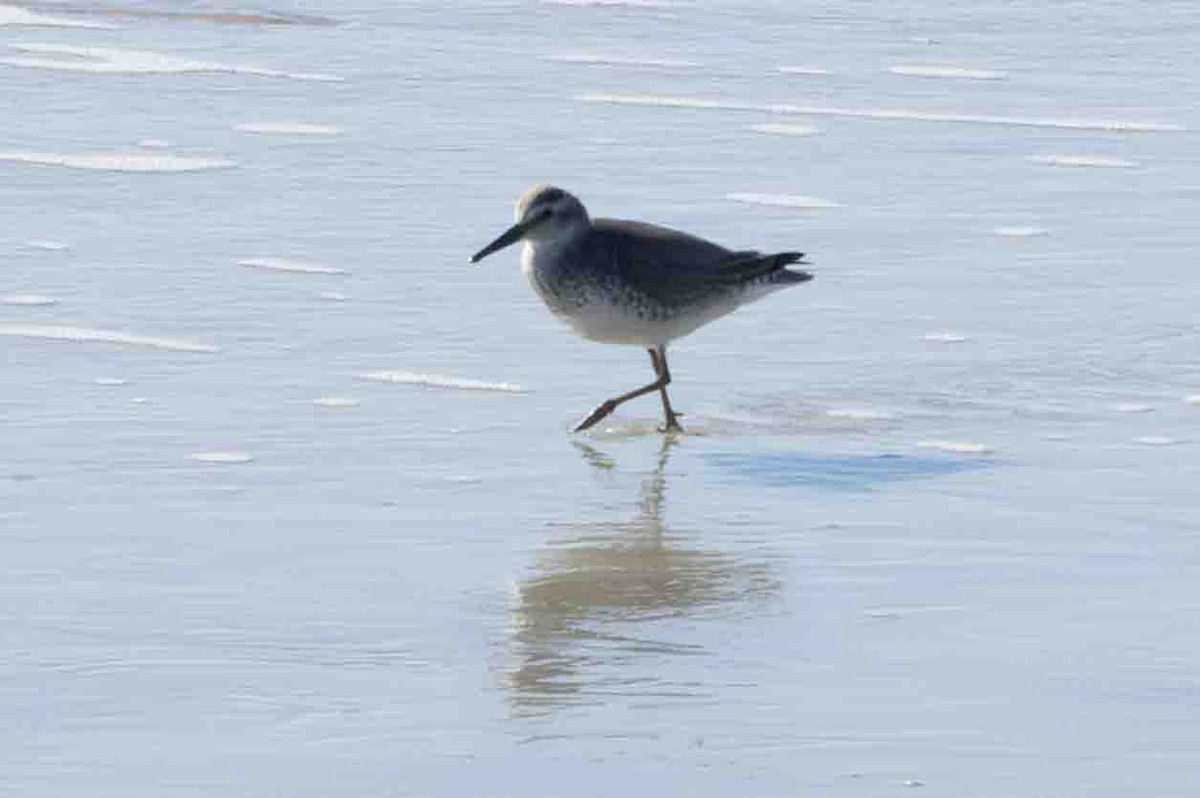 Red Knot - ML613500646