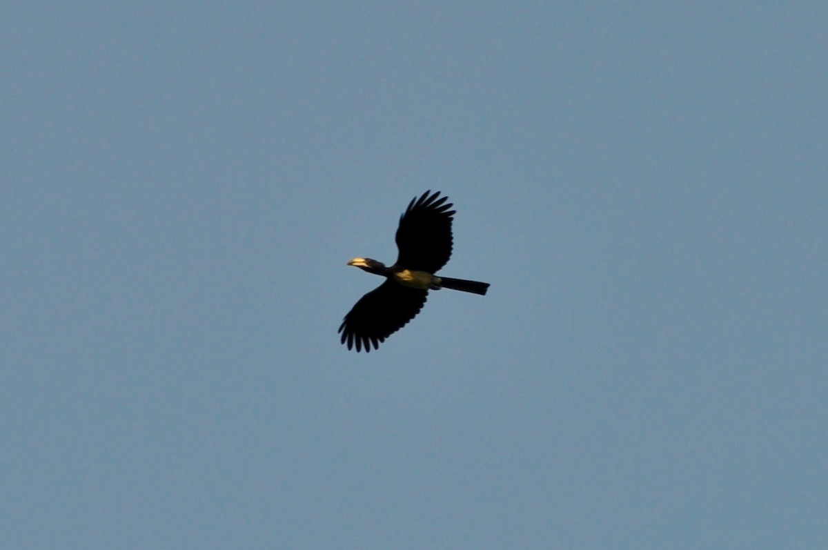 West African Pied Hornbill - ML613500671