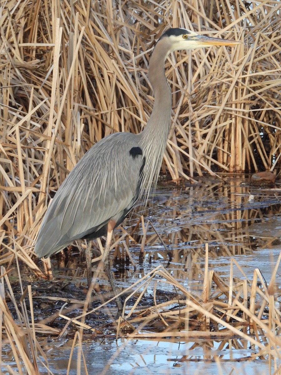 Great Blue Heron - ML613500737