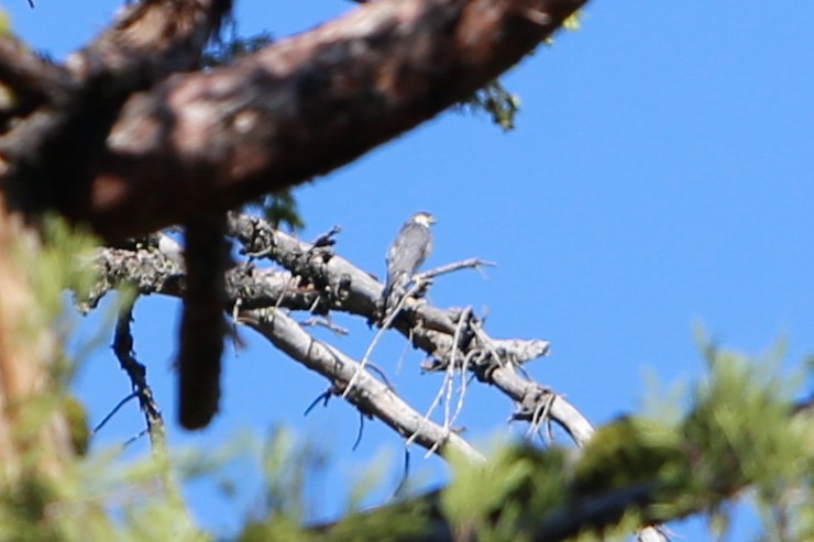 Sharp-shinned Hawk - ML613500773