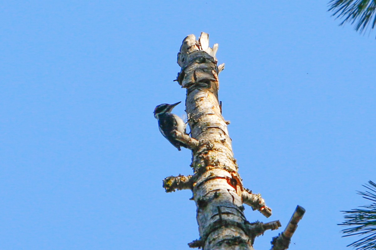 Hairy Woodpecker - Nathan Long