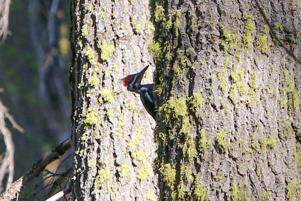 Pileated Woodpecker - ML613500793