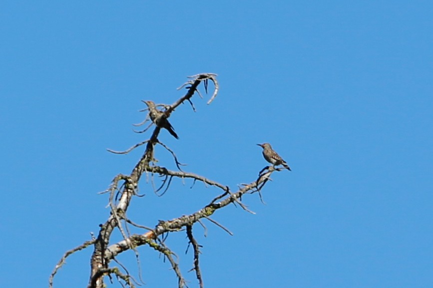 Northern Flicker - ML613500802