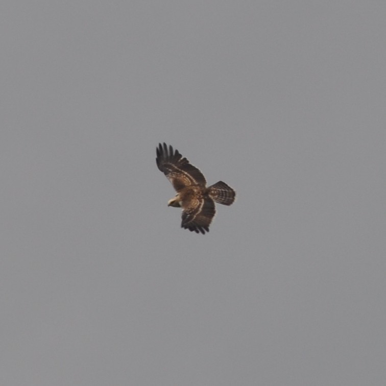 Ayres's Hawk-Eagle - ML613500854