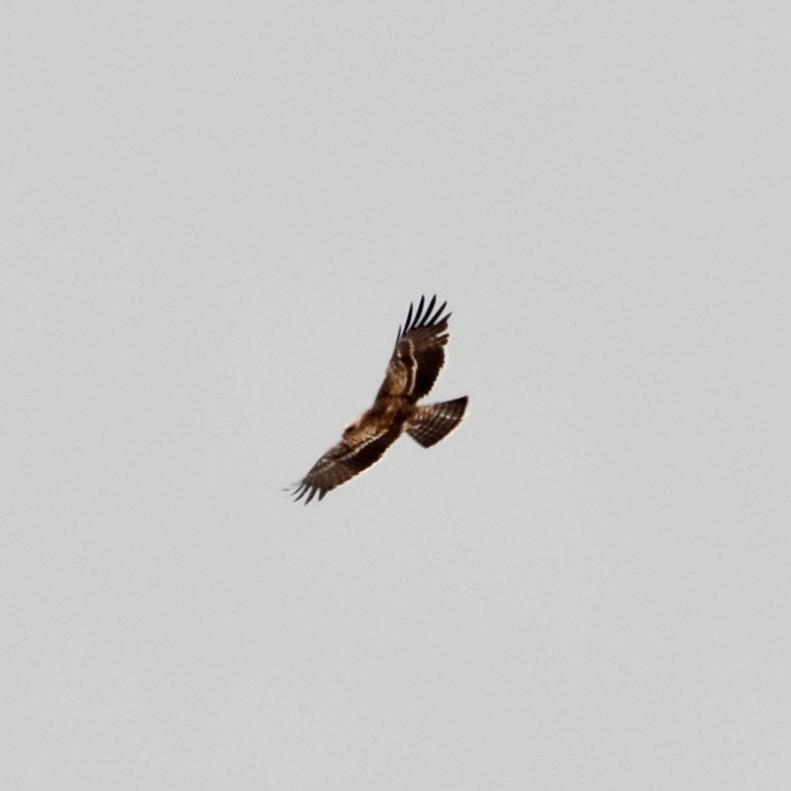 Ayres's Hawk-Eagle - ML613500855