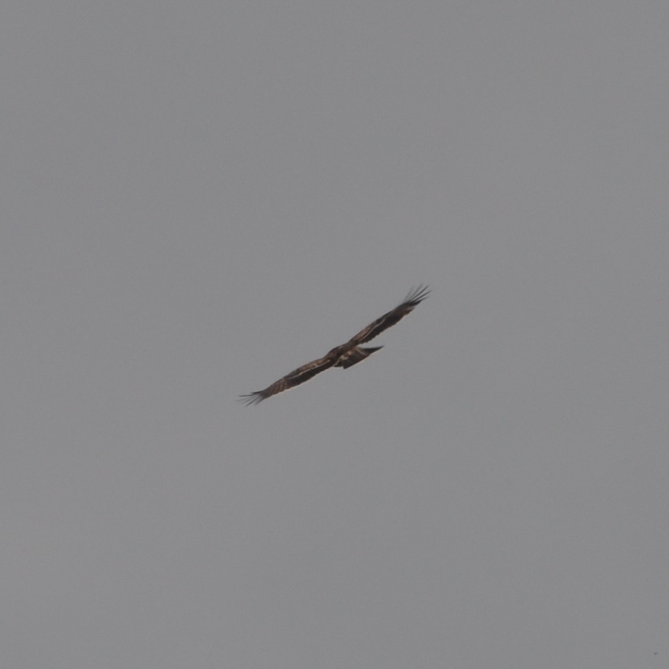 Ayres's Hawk-Eagle - Vincent Létourneau