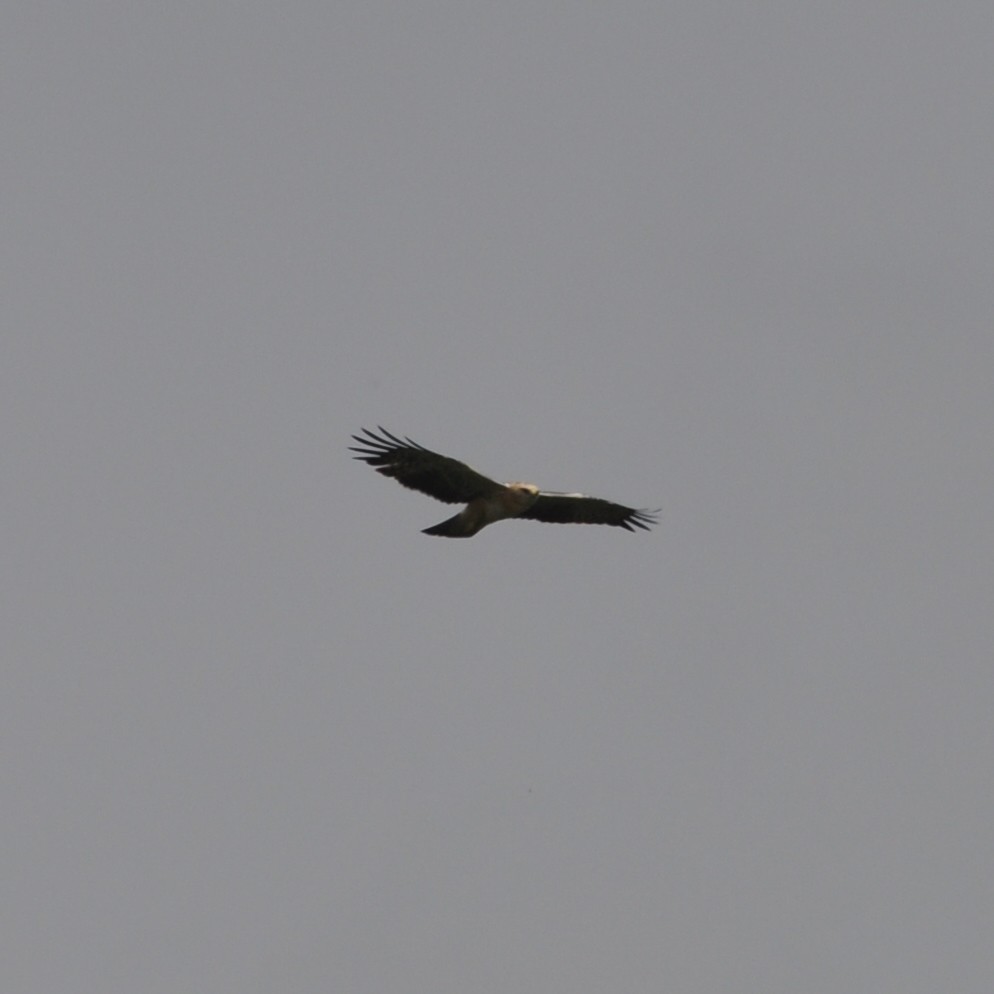 Ayres's Hawk-Eagle - ML613500857