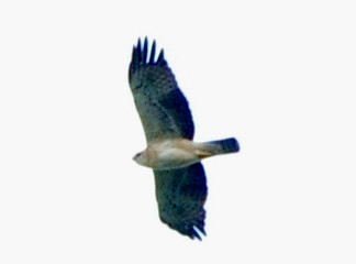 Ayres's Hawk-Eagle - ML613500861