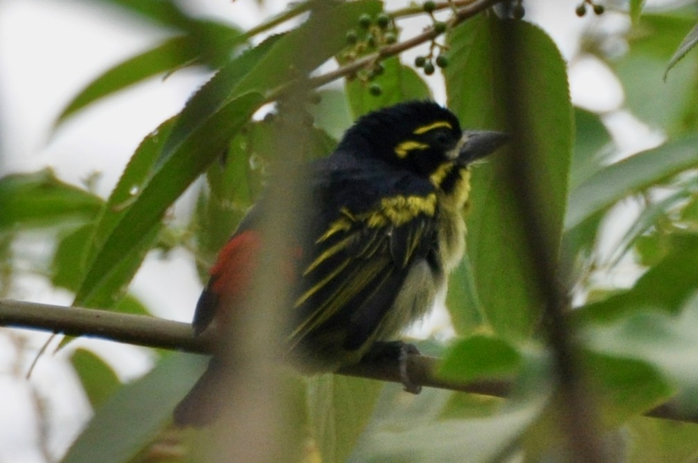 Rotbürzel-Bartvogel - ML613500898