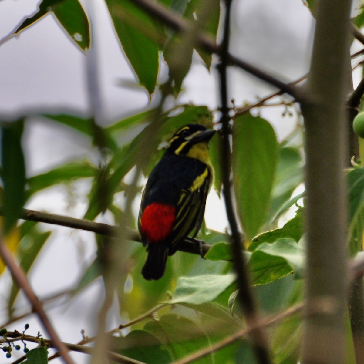 Rotbürzel-Bartvogel - ML613500899