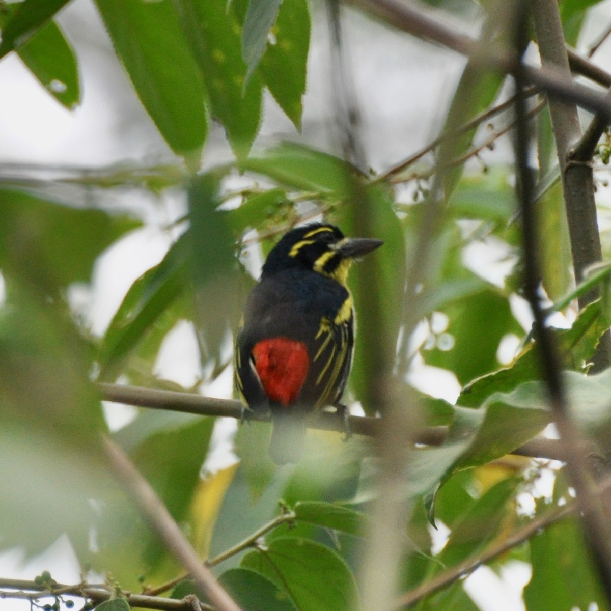 Rotbürzel-Bartvogel - ML613500900