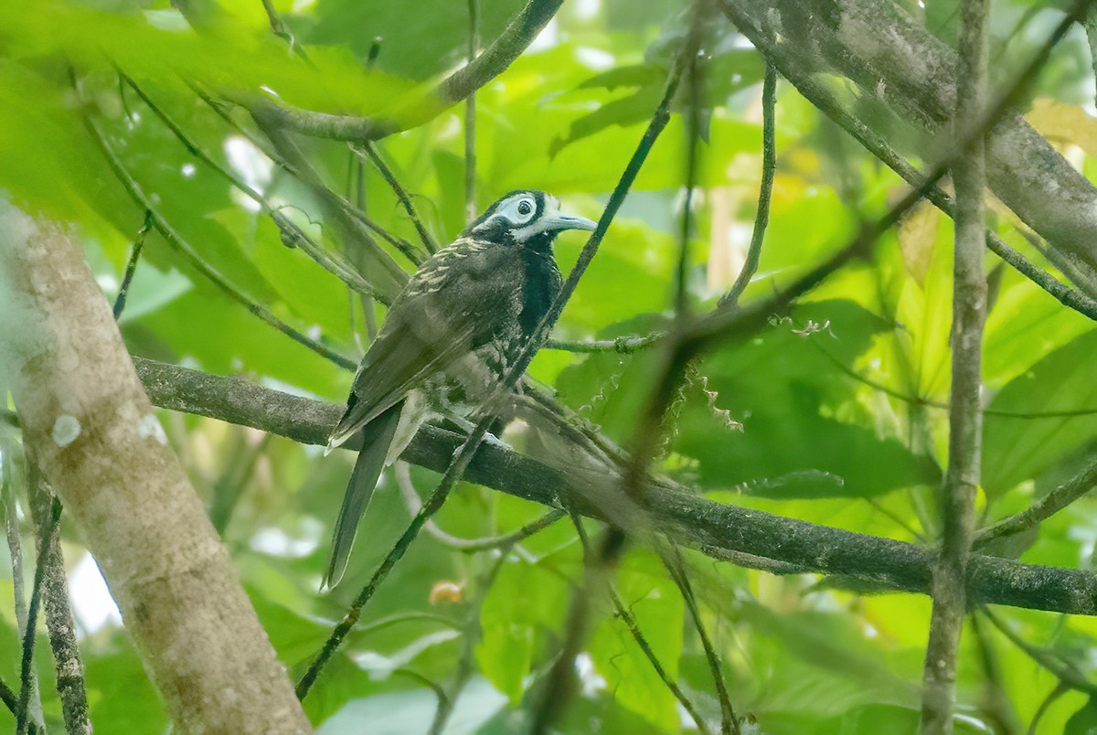 Vogelkop Melidectes - Wilbur Goh