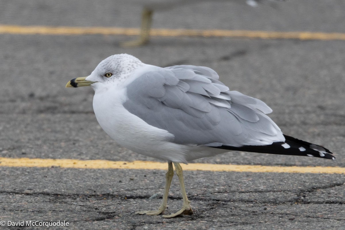 Ring-billed Gull - ML613501063