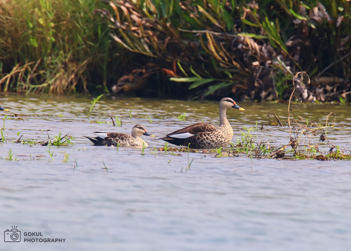 Indian Spot-billed Duck - ML613501087