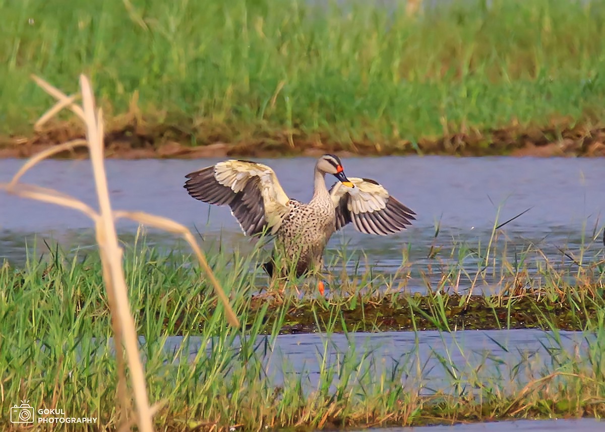 Indian Spot-billed Duck - ML613501088