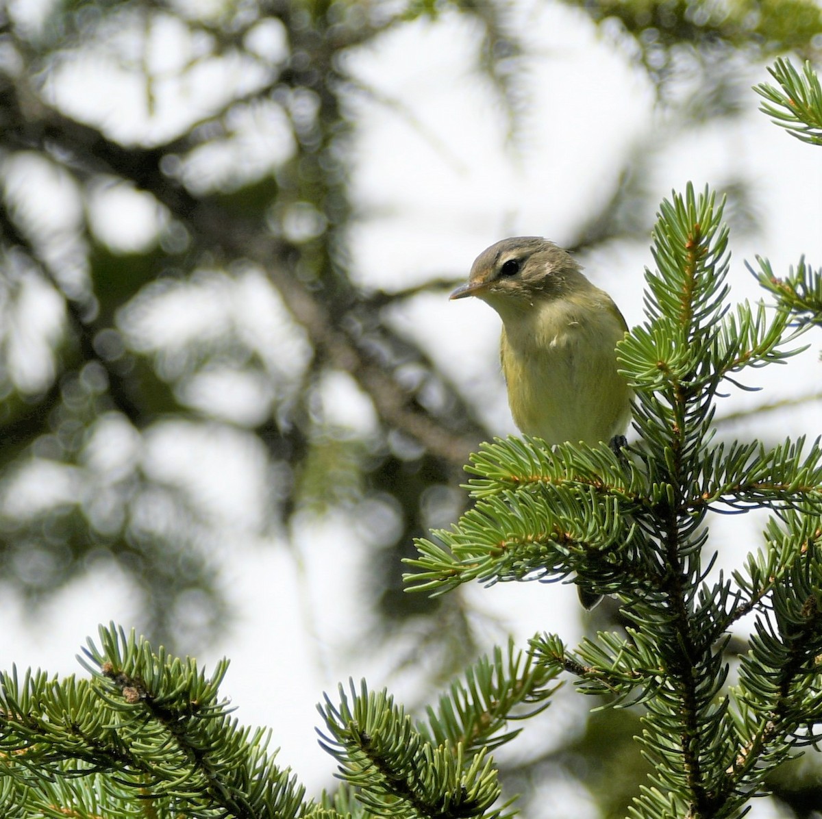 Warbling Vireo - mark perry