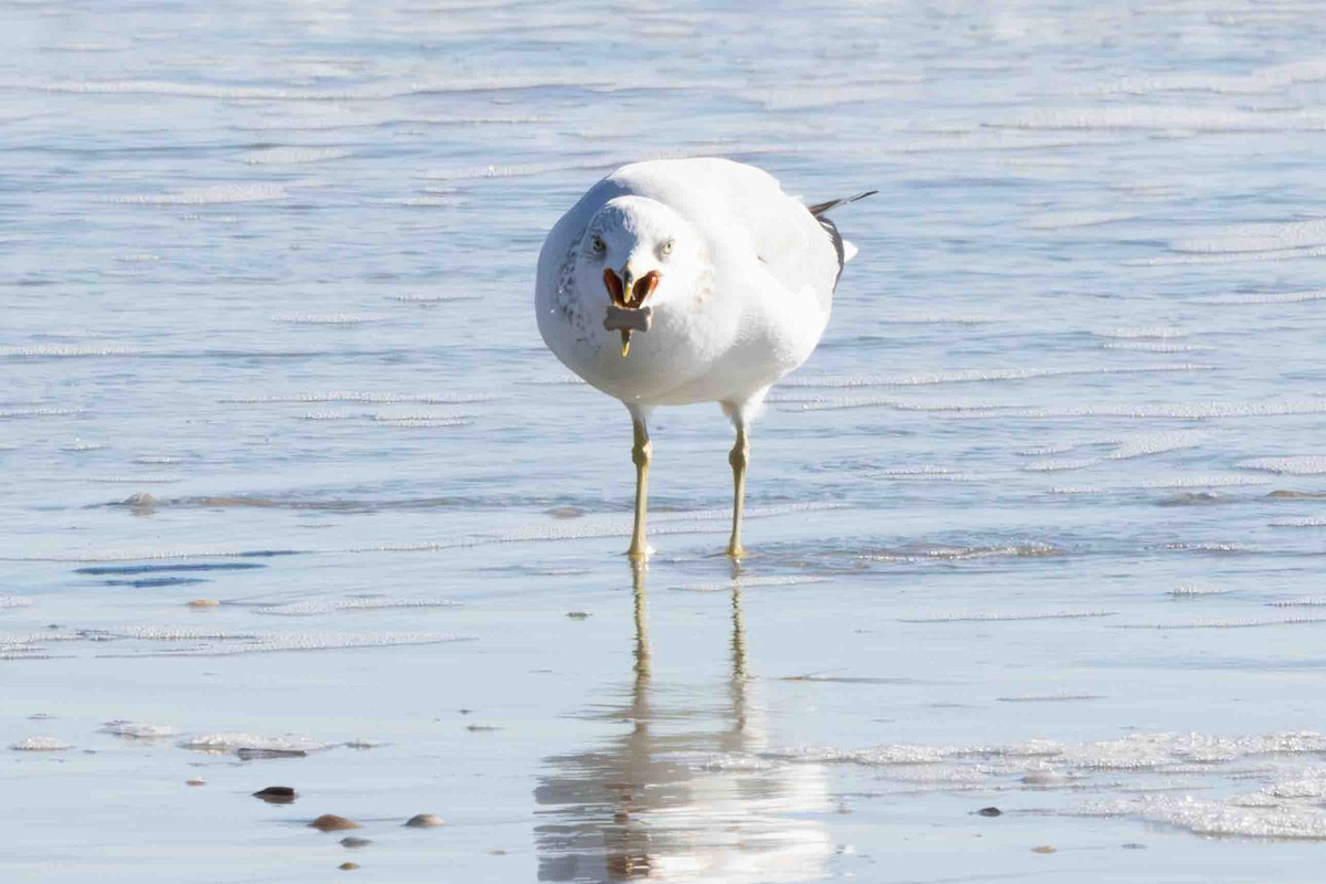 Ring-billed Gull - ML613501202