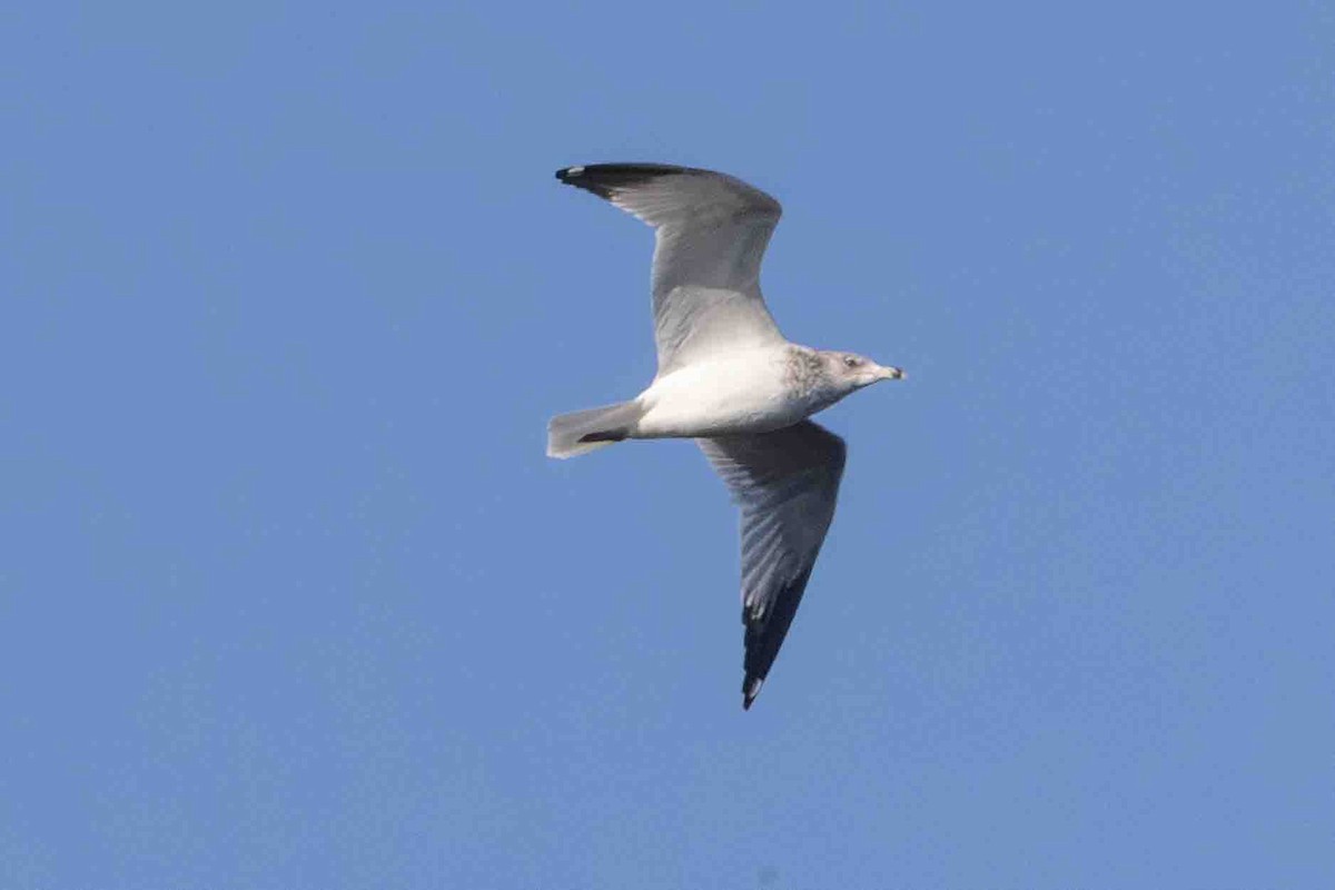 Herring Gull - ML613501234