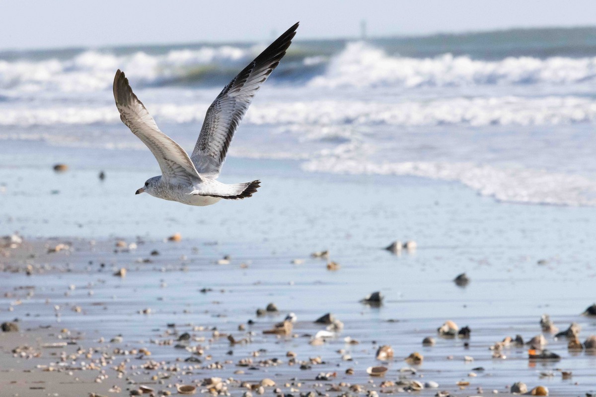 Herring Gull - ML613501235