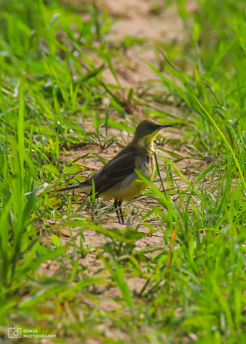 Өрнийн шар цэгцгий - ML613501249