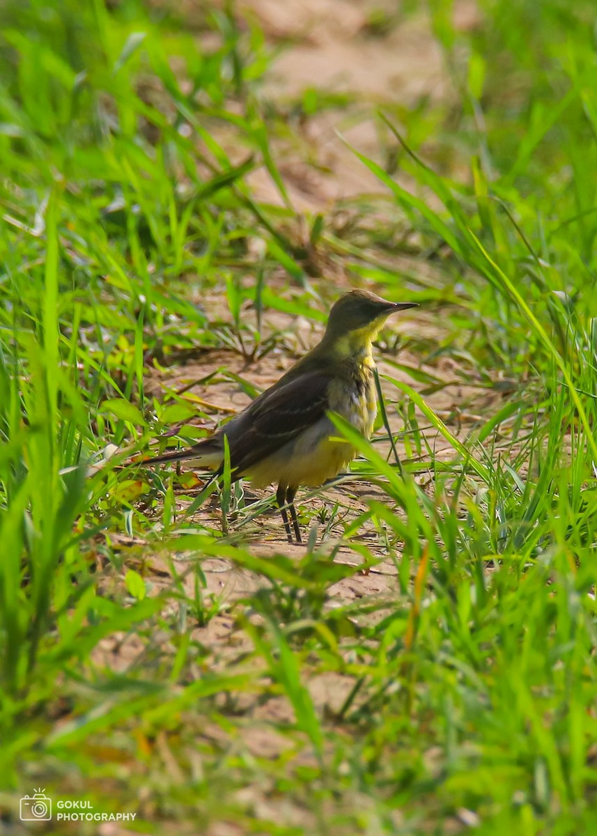 Western Yellow Wagtail - ML613501249