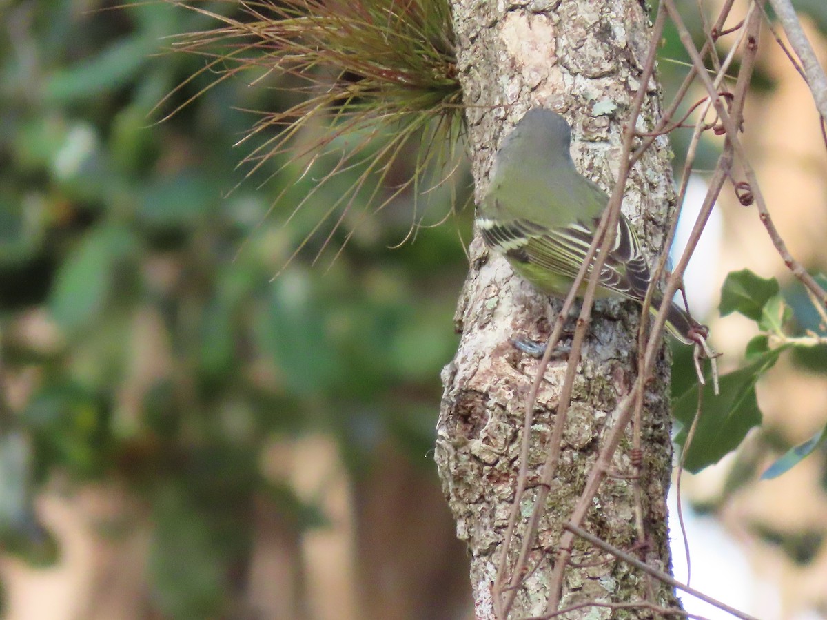 Blue-headed Vireo - sue guarasci