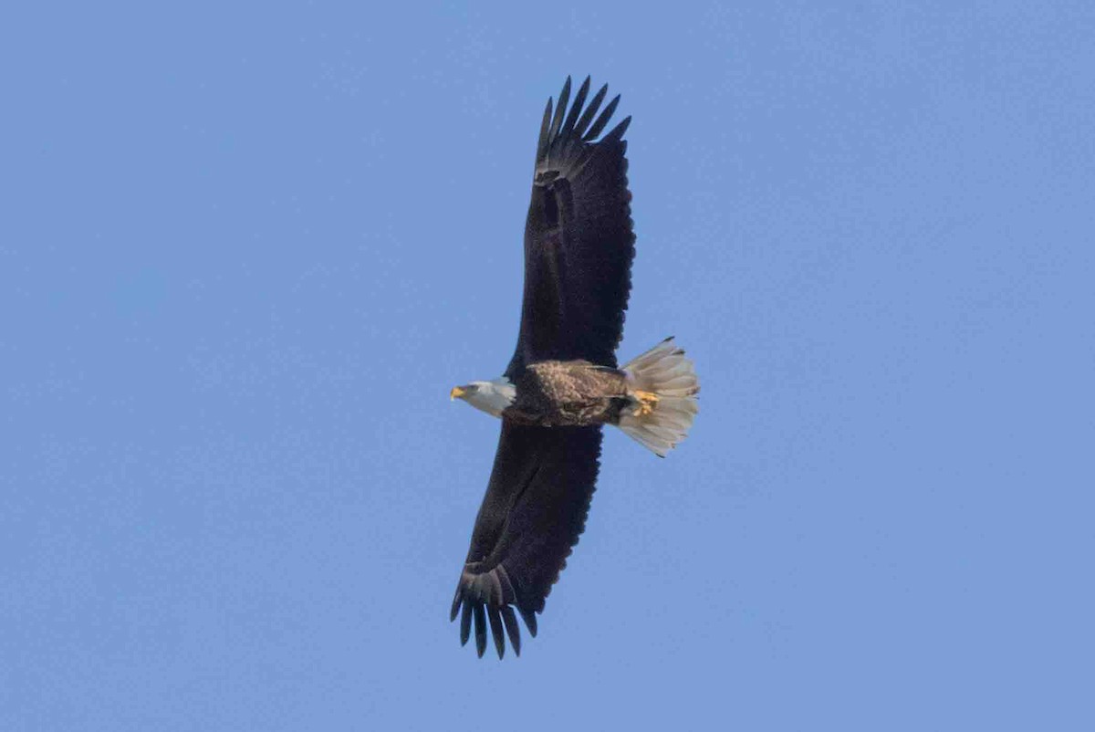 Bald Eagle - ML613501270