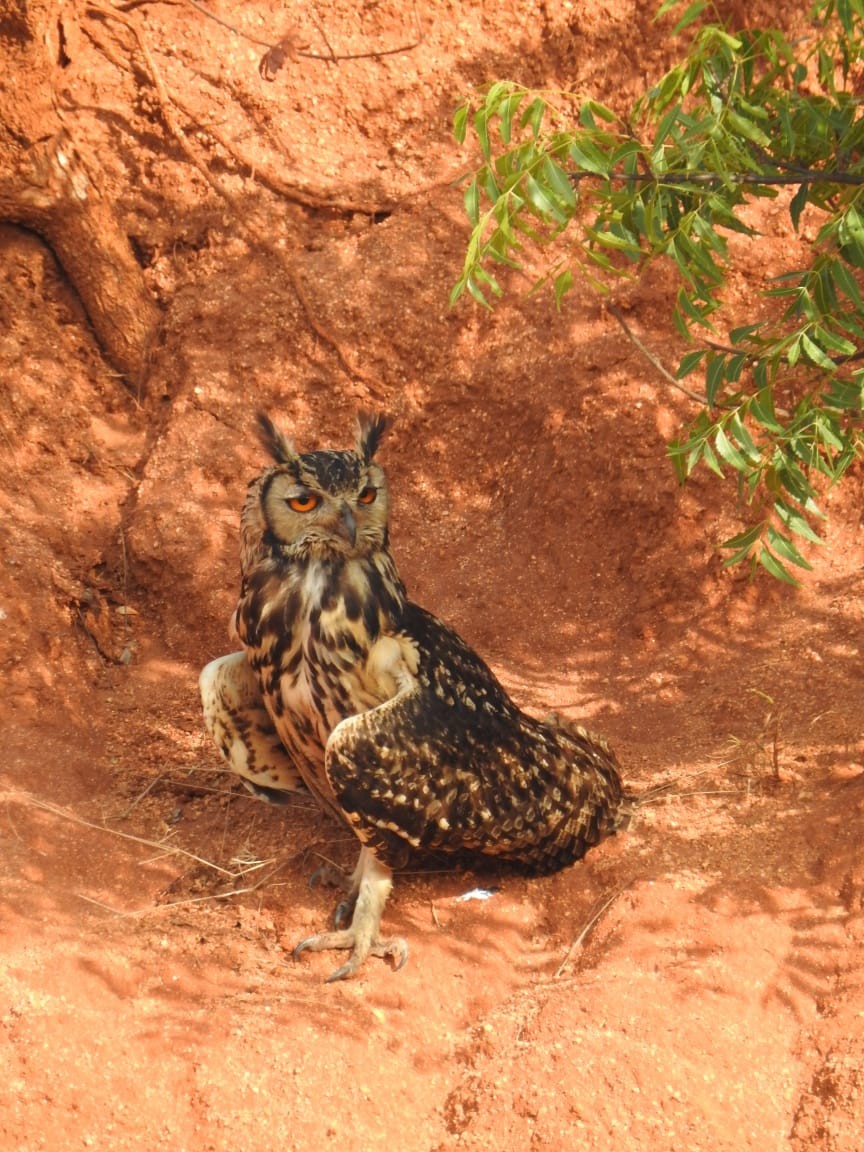 Rock Eagle-Owl - Sathishkumar K