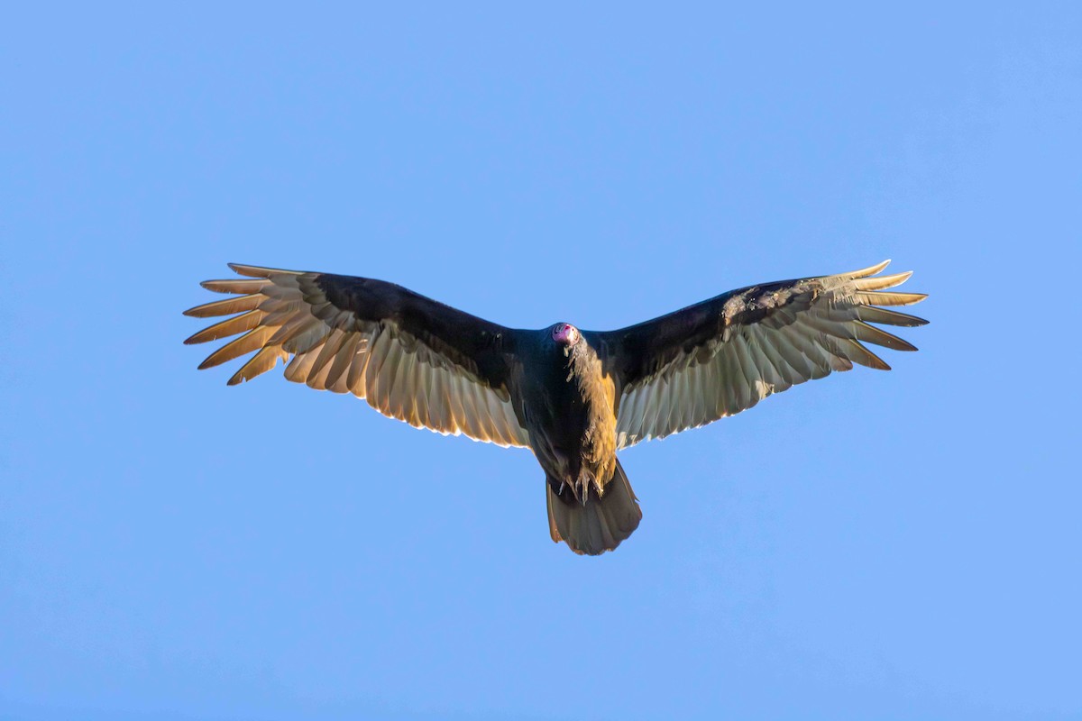 Turkey Vulture - ML613501335