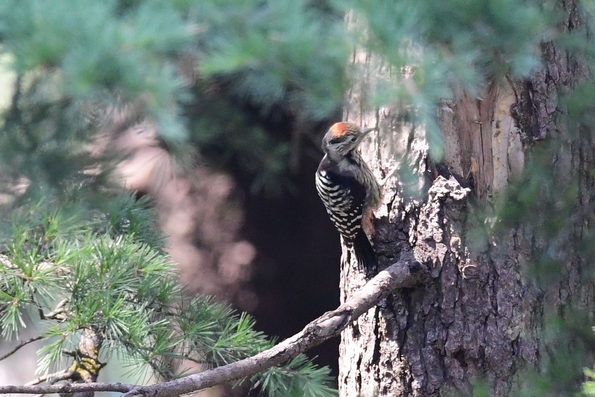 Brown-fronted Woodpecker - Anirban  Bhaduri