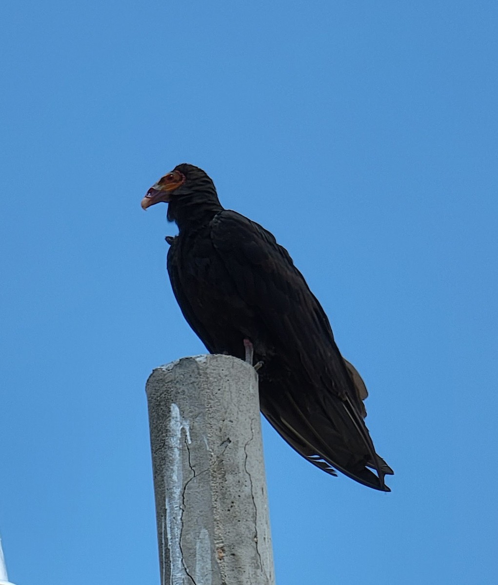 Lesser Yellow-headed Vulture - Allen HENDRICK 1+864.360.5468